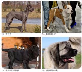 严禁出售饲养烈性犬，违者将面临何种严厉惩罚？